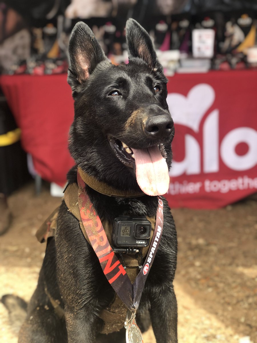 NuloPetFood's tweet photo. Spartan Austin โ๏ธ Spartan Big Bear โ๏ธ Two successful races, one fun weekend! #AROOF #HealthierTogether @SpartanRace โ https://t.co/F7zxtGe0OU