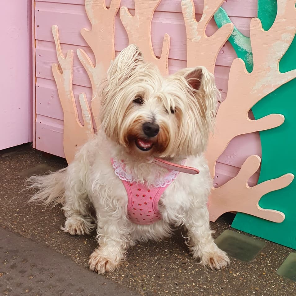 StarlettCrowley's tweet photo. BLOOMING MARVELOUS 🌸
#floral #flowers #fragrance
#chelseainbloom🌸
#chelseainbloom2019
#bloom #blooms #blossom
#london #londoninbloom
#londondog #dogsoflondon
#dogsoflondon #dogsofinstagram #westiesofinstagram
#prettycitylondon
#photography #londonispink
We don't do bland❣ https://t.co/jYx0na8NoU