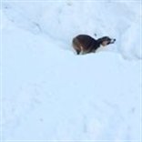 cuteanimalsdayx's tweet photo. My dog was going crazy inside with all this snow, so I built her circuit! - Isle is MN
#petsofinstagram #pets #wildlifeconservation #animalstagram https://t.co/A7zuaLAyQK