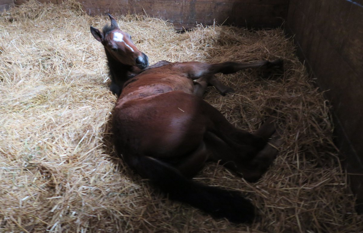 bergenstables's tweet photo. Trixie๐ She doesn't care for visitors during nap time. https://t.co/KdDeVLz9VB