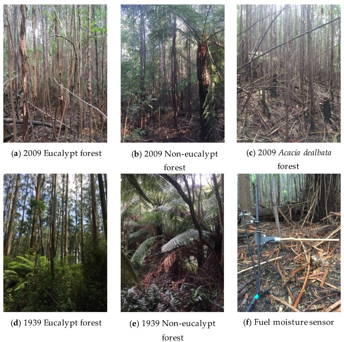 ✍️✍️✍️New paper "Shifting States, Altered Fates: Divergent #Fuel #Moisture Responses after High Frequency #Wildfire in an Obligate #Seeder #Eucalypt #Forest", written by Jamie Burton et al. from <a href="/unimelb/">University of Melbourne</a> 🌲🌲🌲Full text at: mdpi.com/465558