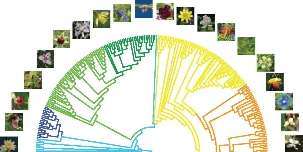 hsauquet_bgsyd's tweet photo. Looking for a PhD student to come and work with Simon Ho @Sydney_Uni and me @RBGSydney on evolutionary rates in flowering plants!
All details here: https://t.co/z89UWJlpni
Pls RT / share with any potential candidates in Australia or NZ who are eligible. #macroevolution #eFLOWER https://t.co/vfYTAprS1j