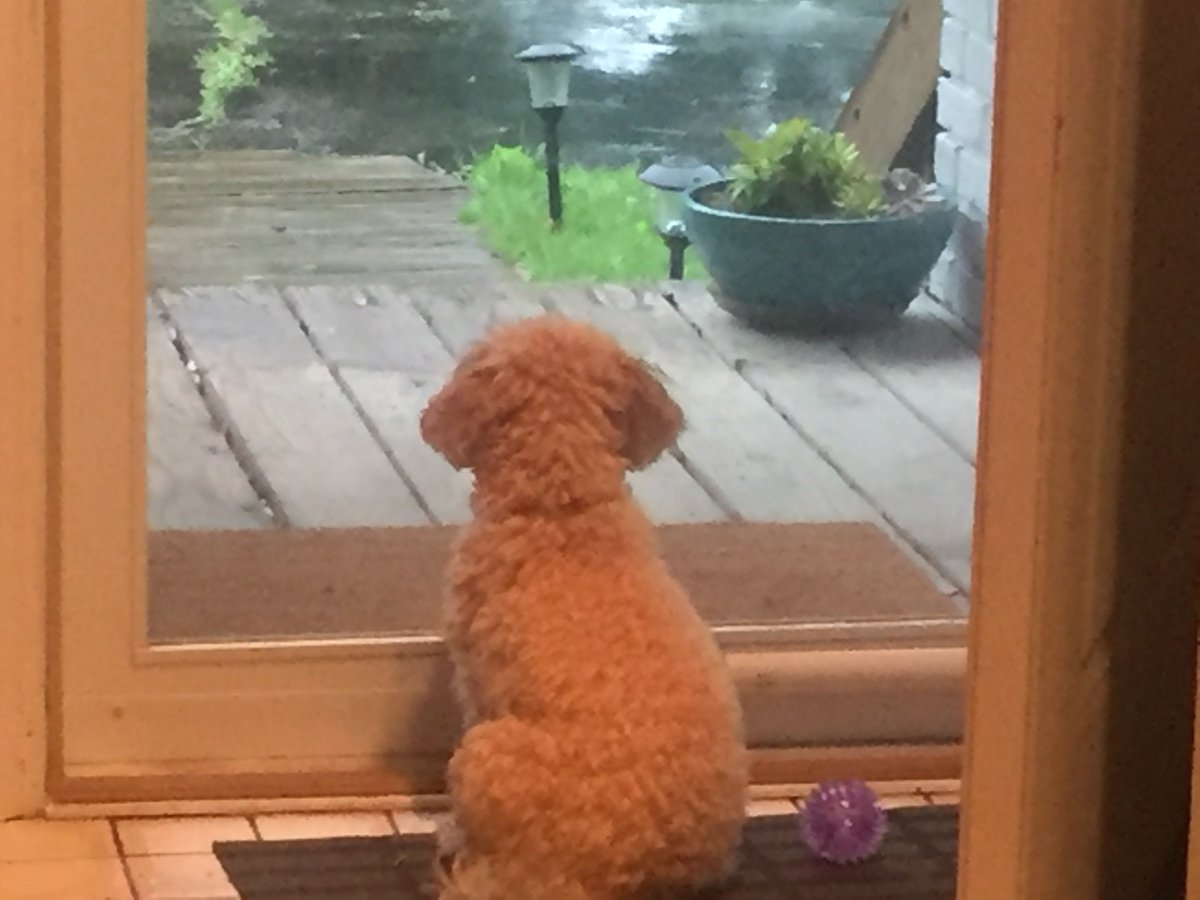 ecansler's tweet photo. Life lesson: if you let your pup out in the rain and she proceeds to try and eat the rain, don’t playfully imitate her. You’ll only concern the neighbors. https://t.co/VF9qGUKWoe