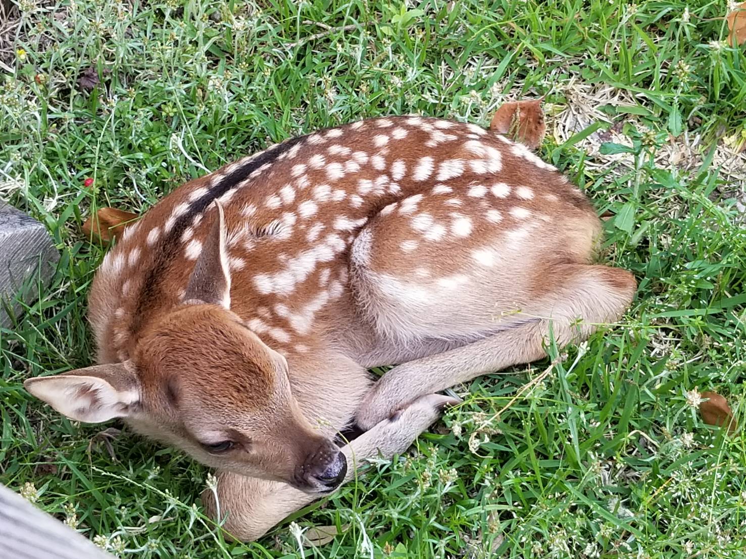 せんとくんのつぶやき 奈良県公式 Auf Twitter 今日の奈良公園 バンビちゃん発見 小さくて可愛いね 今は鹿さんは出産シーズン 見つけてもむやみに近づいたり 触ったりしないでね Gt Lt T Co Ej4fxmds2x 奈良 奈良公園 鹿 バンビ