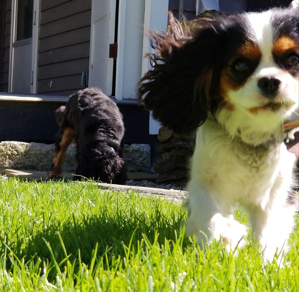 PupHenryHercule's tweet photo. I'm too busy 
You see what she wants
#dogs #DogsofTwitter #MondayMood #dog https://t.co/v91b4npt3K