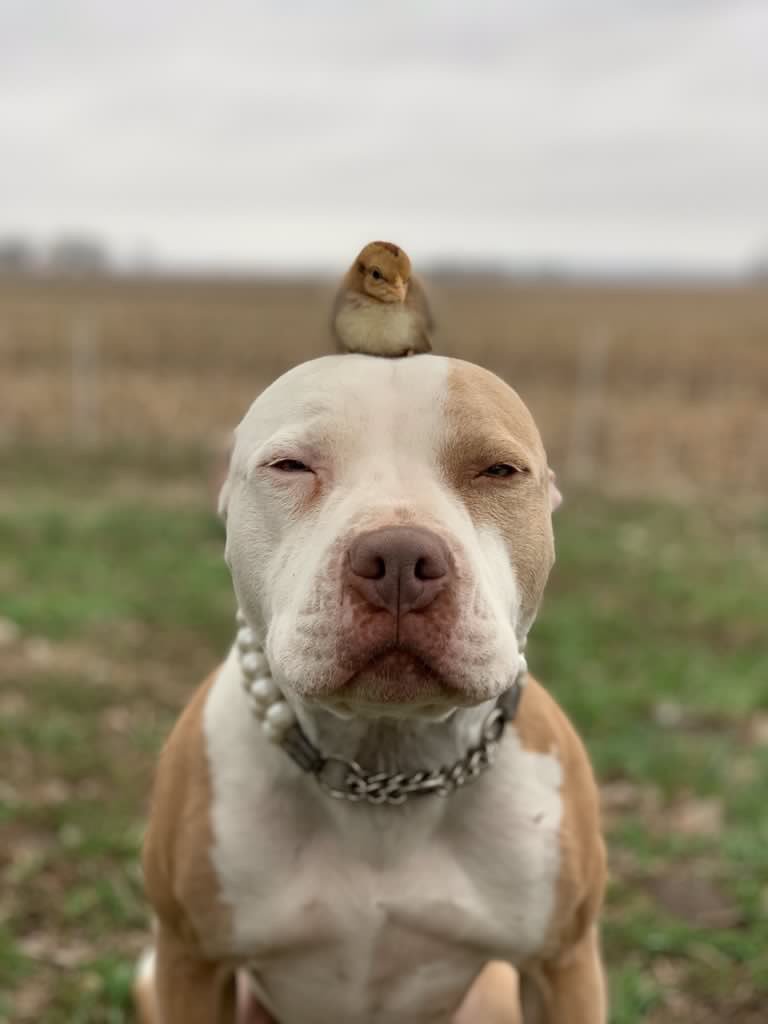 WeRateDogs tweet media