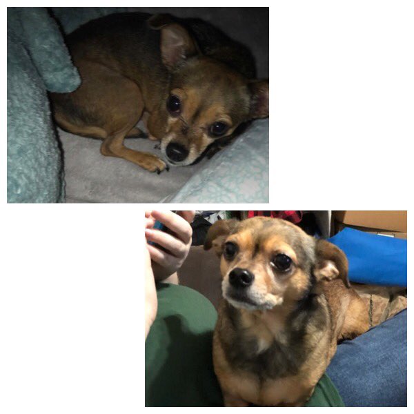 WriteCute's tweet photo. Oliver was abandoned for three days without food or water in a house that renters had moved out of. The top pic is from Apr 2018 right before we got him and the bottom is from May 2019 ❤️🐾❤️ #nationalrescuedogday #dogsofinstagram #chihuahuasofinstagram #dogsofjacksonville https://t.co/Fmgi1N2D3q