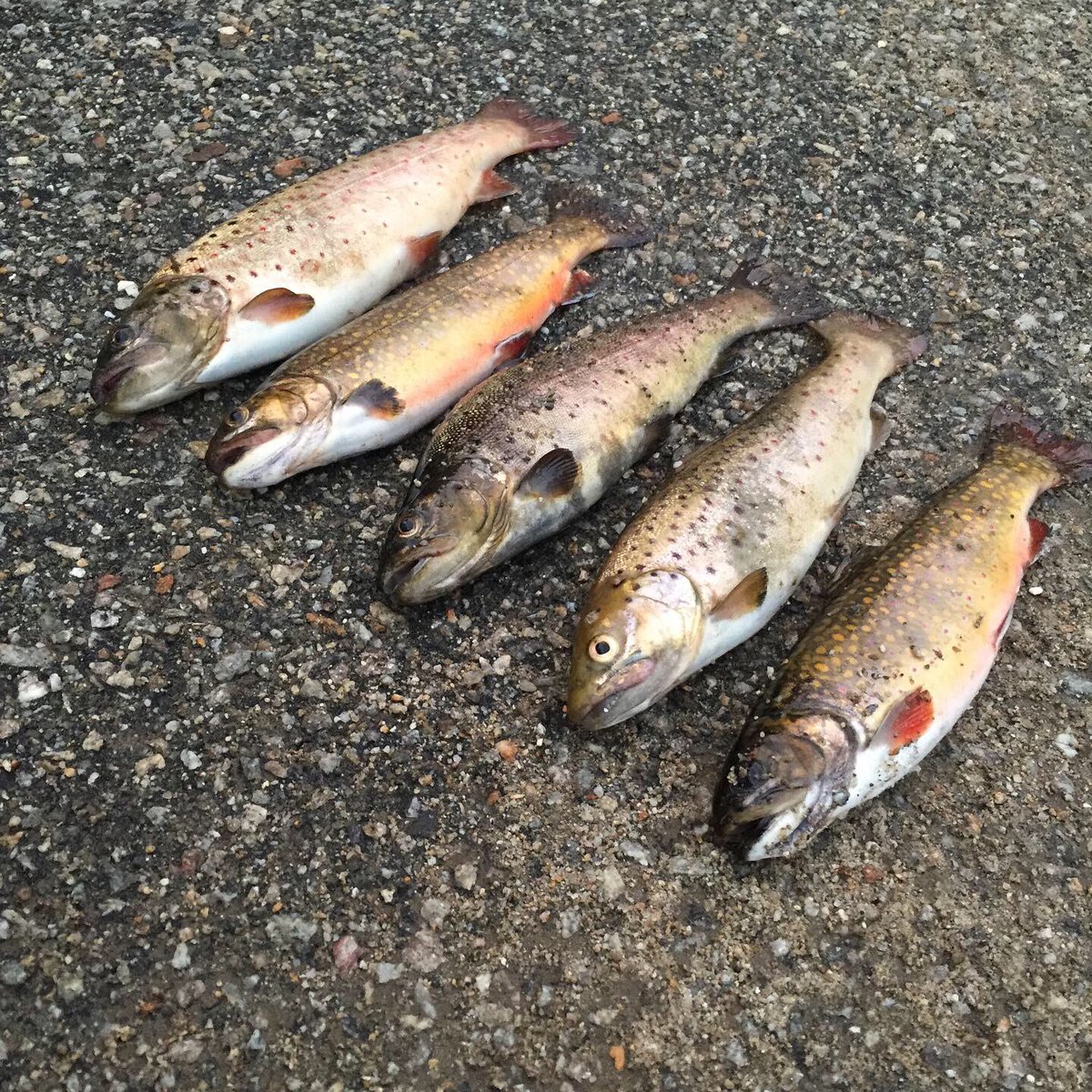 GammonChuck's tweet image. Caught my limit in under an hour!