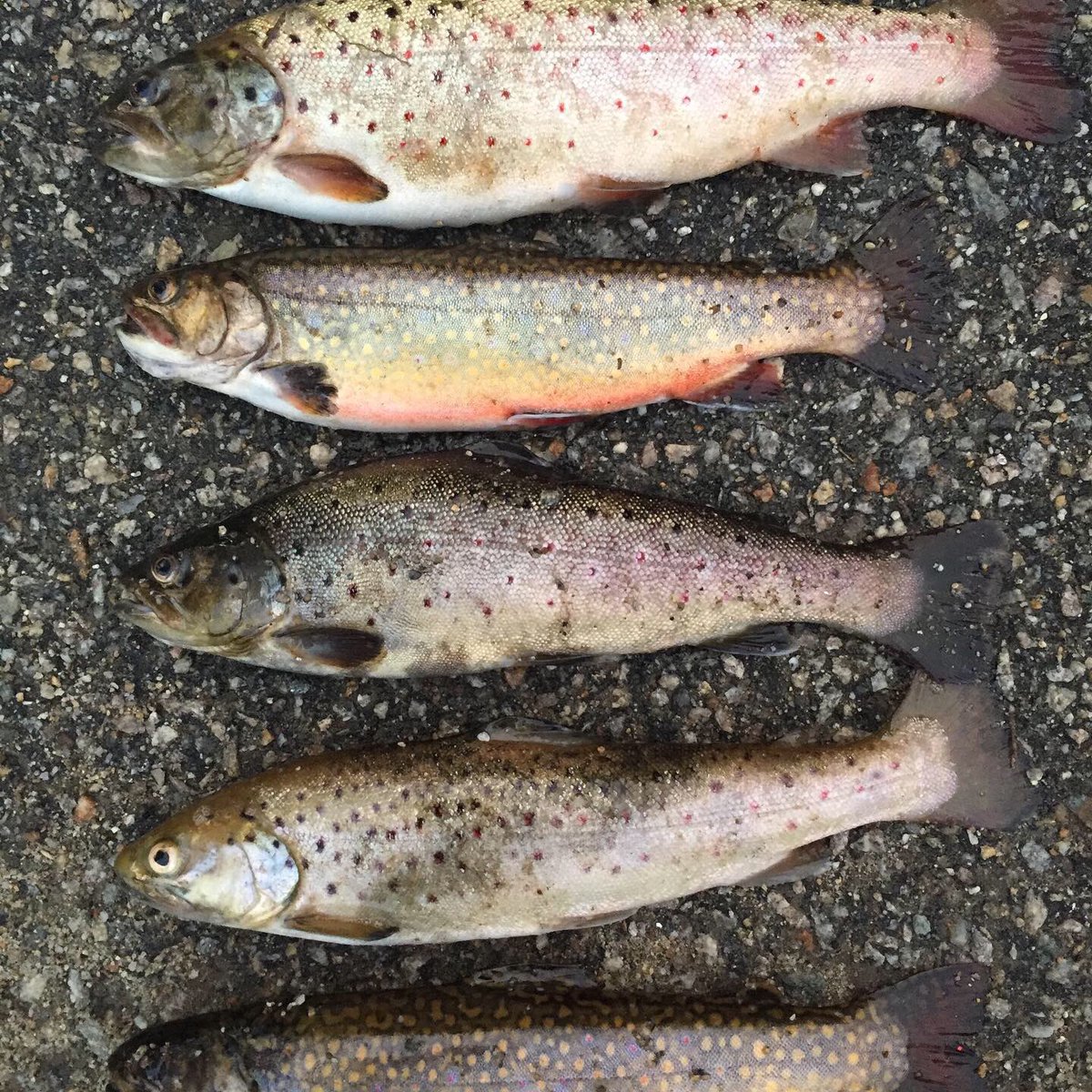 GammonChuck's tweet image. Caught my limit in under an hour!