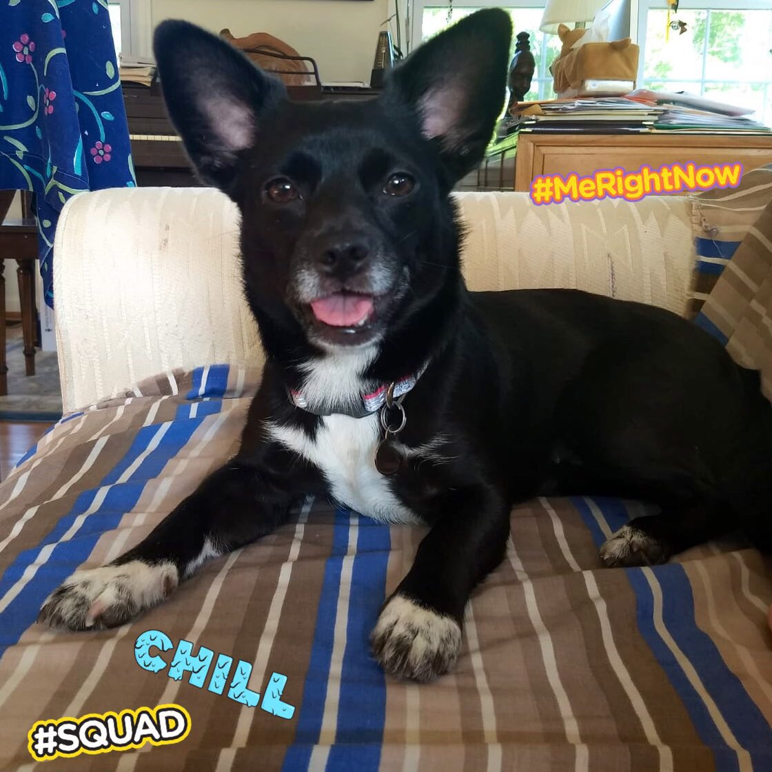 CurtisSChin's tweet photo. #NationalRescueDogDay 2019: How to Honor #Dogs Today (& every day). #tailsthatteach
https://t.co/szWouAbJkv @TailsThat
(& hello from LeeLee, our #rescuedog) https://t.co/TJHvYbOU1o