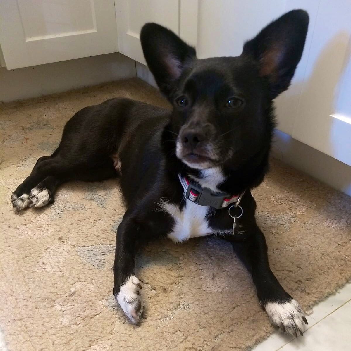 CurtisSChin's tweet photo. #NationalRescueDogDay 2019: How to Honor #Dogs Today (& every day). #tailsthatteach
https://t.co/szWouAbJkv @TailsThat
(& hello from LeeLee, our #rescuedog) https://t.co/TJHvYbOU1o