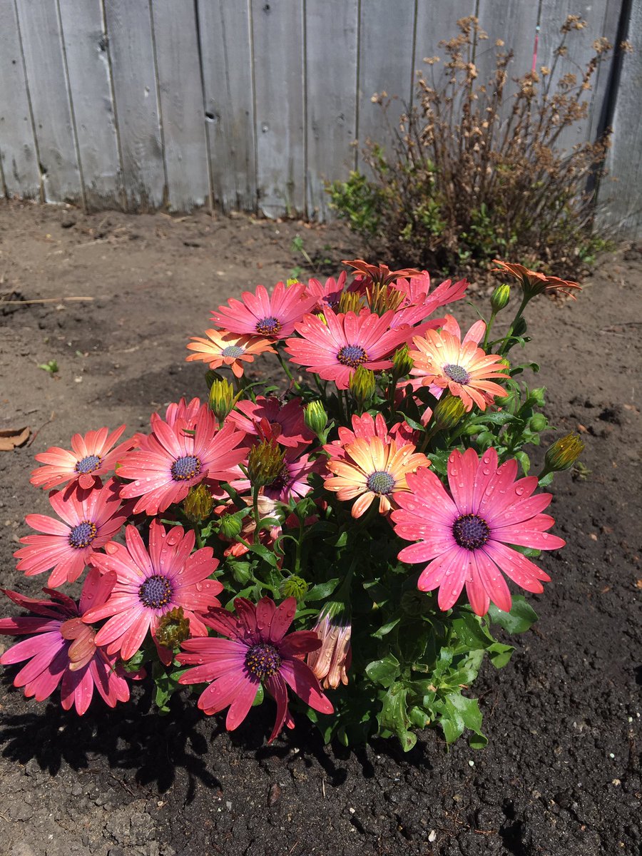 jojomom1974's tweet photo. Great weekend gardening...but boy, am I tired! #maylongweekend #wenttoofast #anotherdayoff https://t.co/fJs3u9wcCh