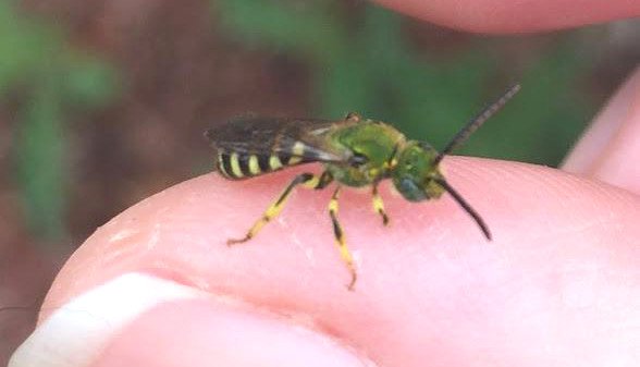 FLEdGEresearch's tweet photo. It is important to understand the relationships between and among things—that is, how we interpret and interact with the world—if we are to exact any lasting positive changes. Change is not only possible, it's already happening. #WorldBeeDay #solidariBEE https://t.co/DTiXDDx75s https://t.co/pF4IldhyJY