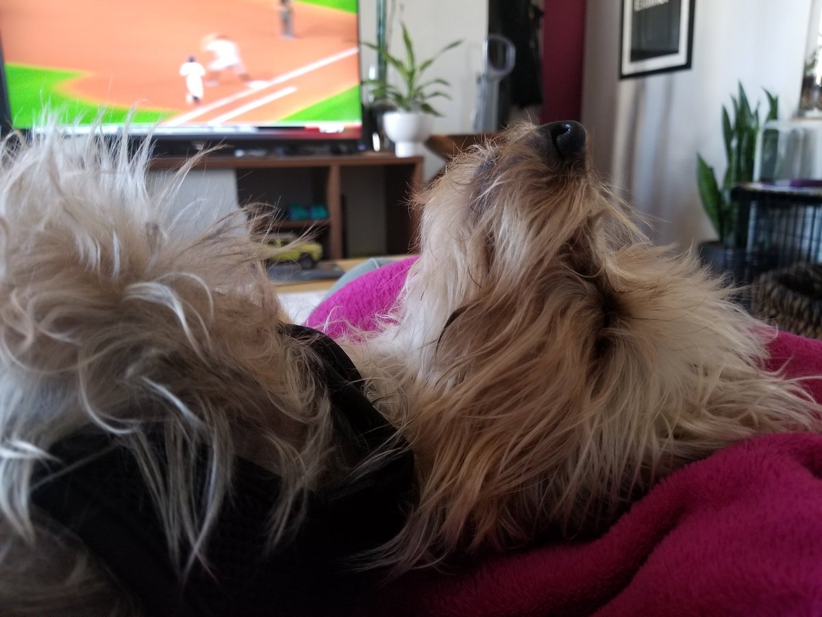 canadiandrea's tweet photo. #NationalRescueDogDay #TASAlumni https://t.co/KcDPTaY4CW