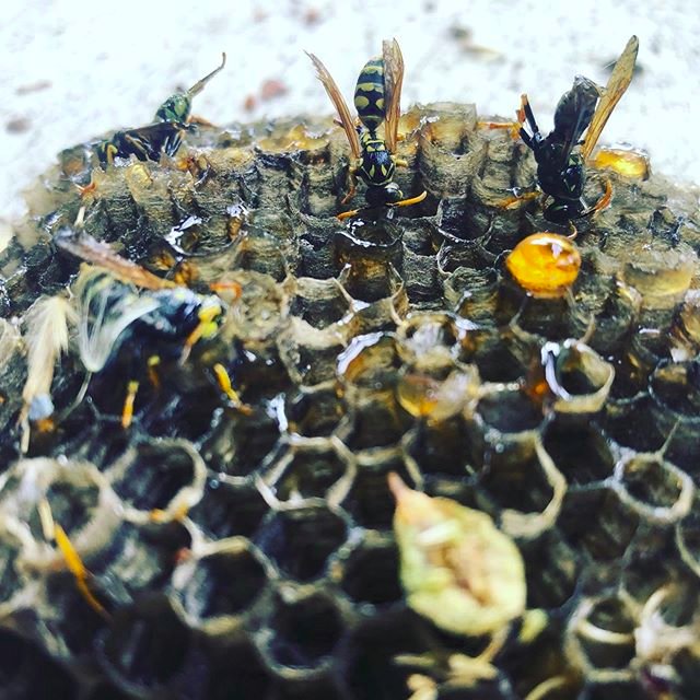 SciCatchers's tweet image. Happy #WorldBeeDay 🐝 Bees and other 'eusocial' animals act as 'superorganisms' -- an inspiration to #HumanComputation systems!