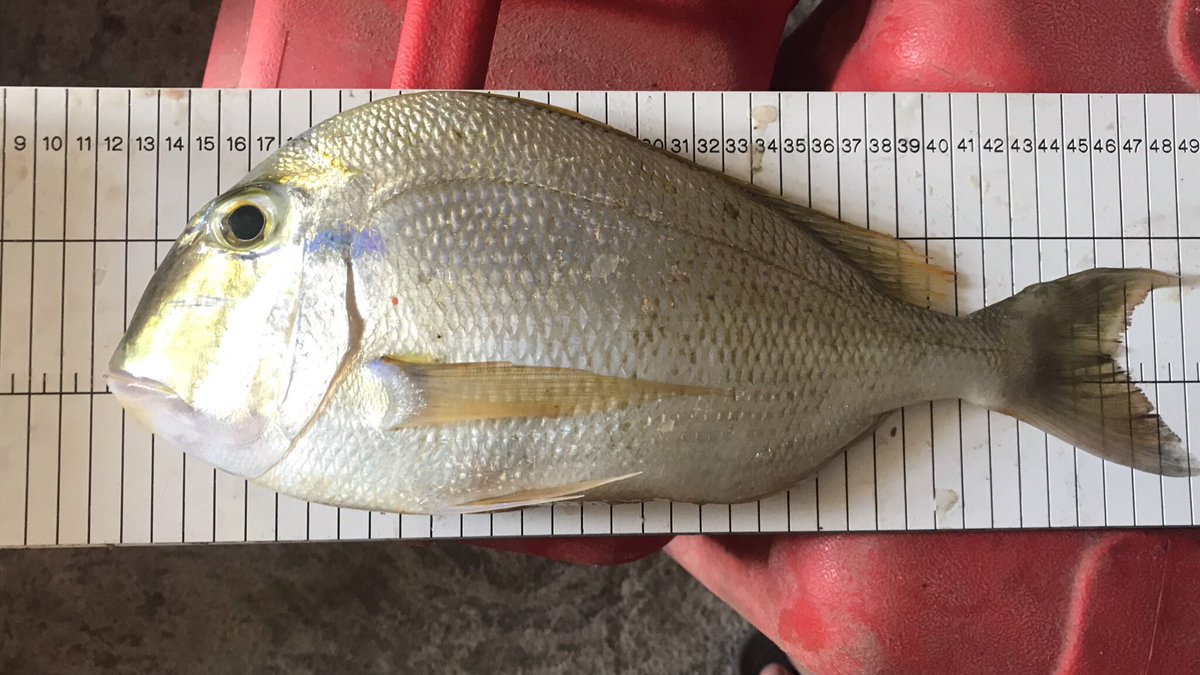 John Pinnegar (@johnkpinnegar) on Twitter photo Today we have been measuring fish at beautiful Scotts Head, on the southernmost tip of Dominica 🇩🇲. <a href="/CefasGovUK/">Cefas</a> working in close partnership with <a href="/DOMFisheries/">Dominica Fisheries</a> under the Commonwealth Marine Economies programme <a href="/CME_Prog/">CME Programme</a> Today we have been measuring fish at beautiful Scotts Head, on the southernmost tip of Dominica 🇩🇲. <a href="/CefasGovUK/">Cefas</a> working in close partnership with <a href="/DOMFisheries/">Dominica Fisheries</a> under the Commonwealth Marine Economies programme <a href="/CME_Prog/">CME Programme</a>