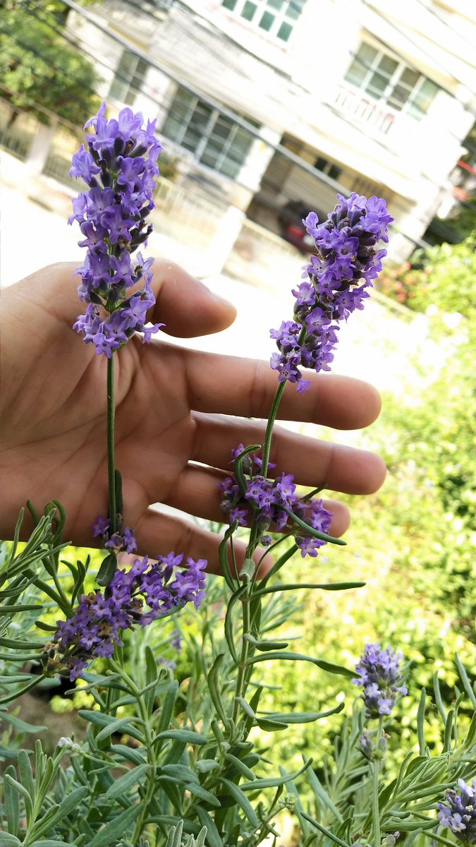 FarmerLavenders's tweet photo. พวกอิงลิชบาเวนเดอร์ เรื่องดอกพวกนางจะไม่ยอมแพ้ใครแน่นอน
#English #Lavender #Hidcote #Folgate #Melissa #Munstead https://t.co/ESjNmTaSrT