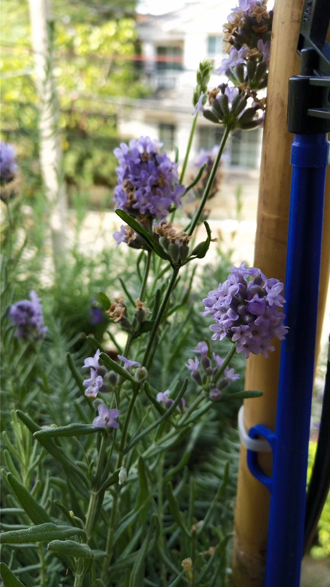 FarmerLavenders's tweet photo. พวกอิงลิชบาเวนเดอร์ เรื่องดอกพวกนางจะไม่ยอมแพ้ใครแน่นอน
#English #Lavender #Hidcote #Folgate #Melissa #Munstead https://t.co/ESjNmTaSrT