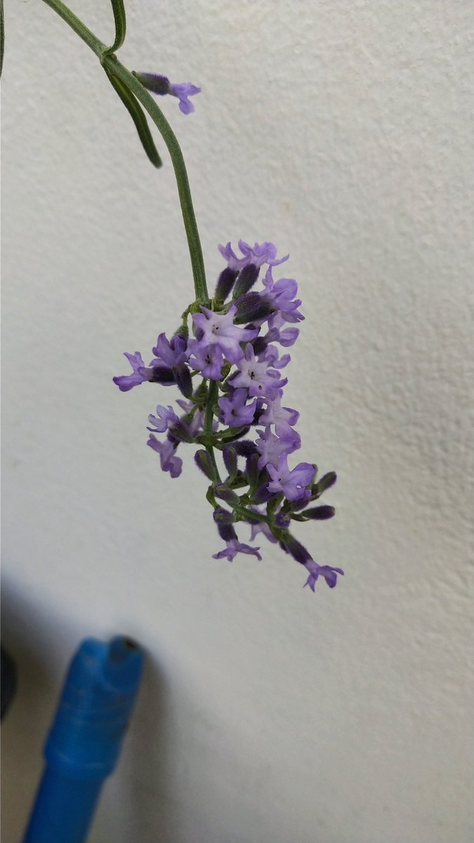 FarmerLavenders's tweet photo. พวกอิงลิชบาเวนเดอร์ เรื่องดอกพวกนางจะไม่ยอมแพ้ใครแน่นอน
#English #Lavender #Hidcote #Folgate #Melissa #Munstead https://t.co/ESjNmTaSrT