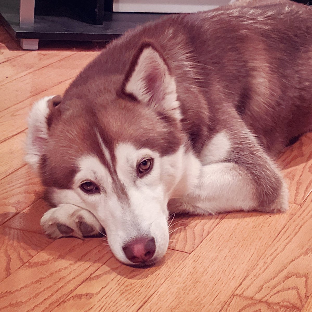 SavageIsBeauty's tweet photo. The Monday after #GOT ...we stand with Ghost on #NationalRescueDogDay and still unimpressed with the rest of it. Oh well, on to #BachelorNation ❤️ #GameOfThronesFinale #BranTheBroken #ghost #GOTFinale #bachelorette #love #rescuedog #direwolf #MondayMotivation #MondayMood https://t.co/ZQQpOlwvQs
