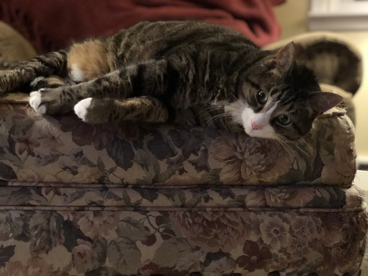 jackdatcat's tweet photo. Portrait Mode Has Me Flexin’ a New Type Of Way https://t.co/xGKQpyA0gm