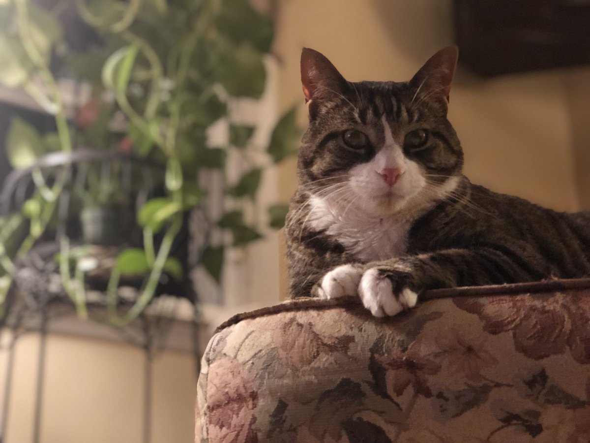 jackdatcat's tweet photo. Portrait Mode Has Me Flexin’ a New Type Of Way https://t.co/xGKQpyA0gm