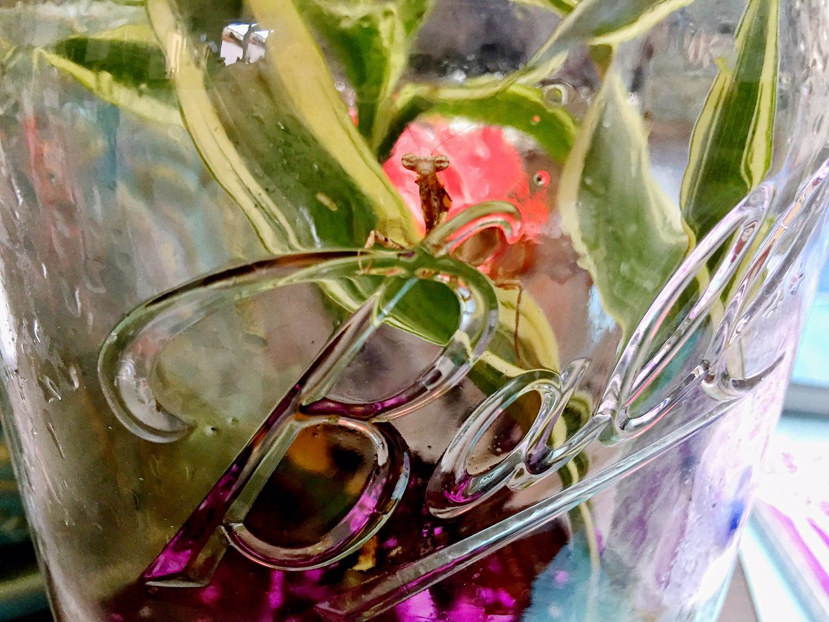 NikMSimmons's tweet photo. Day 2:

#mantis in a mason jar. Temporary home until I can come up with something better 😁@NHMLA #BugFair #PrayingMantis #FunWithBugs #InsectsAreCool https://t.co/wFT03yguYt