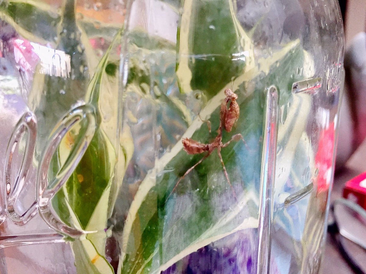 NikMSimmons's tweet photo. Day 2:

#mantis in a mason jar. Temporary home until I can come up with something better 😁@NHMLA #BugFair #PrayingMantis #FunWithBugs #InsectsAreCool https://t.co/wFT03yguYt