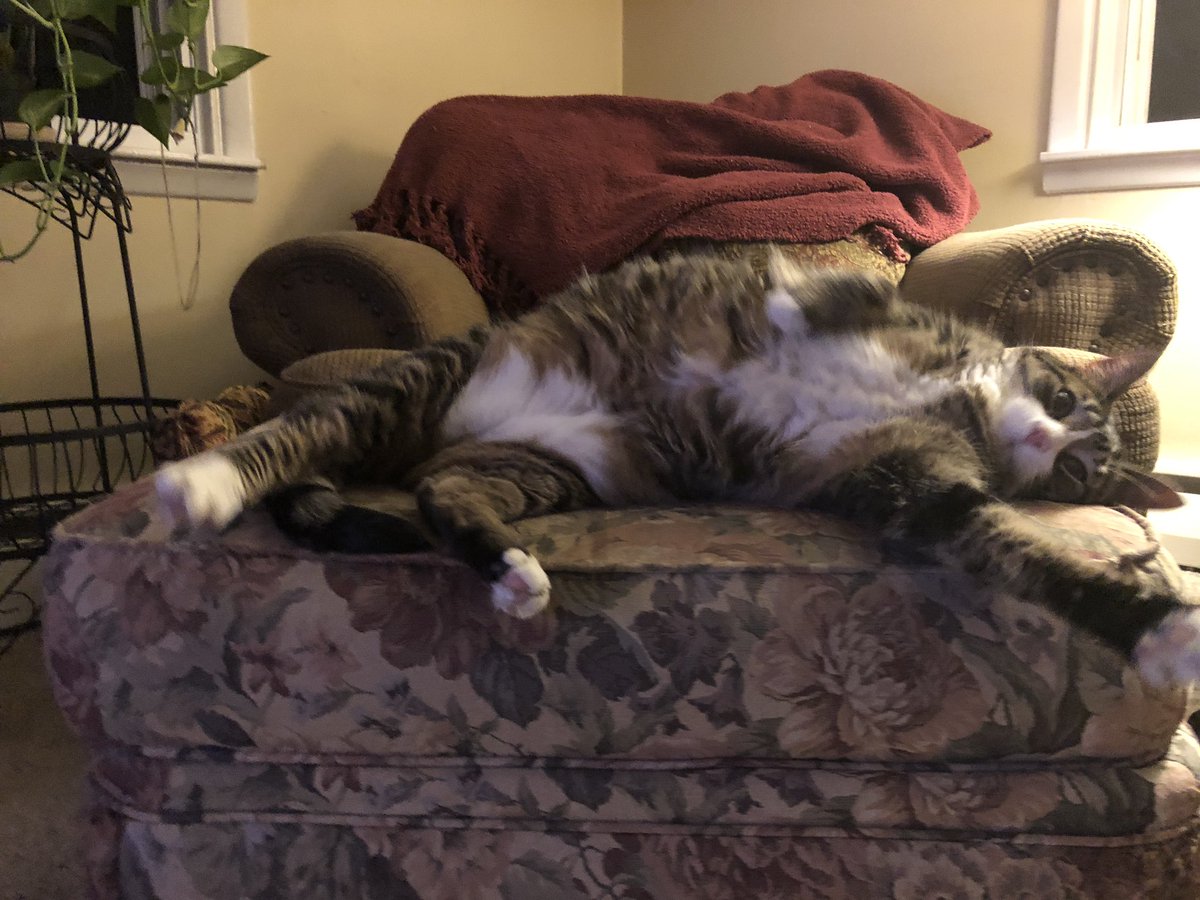 jackdatcat's tweet photo. Chair Master Flex (pt.2) https://t.co/j5BgTYxHJC