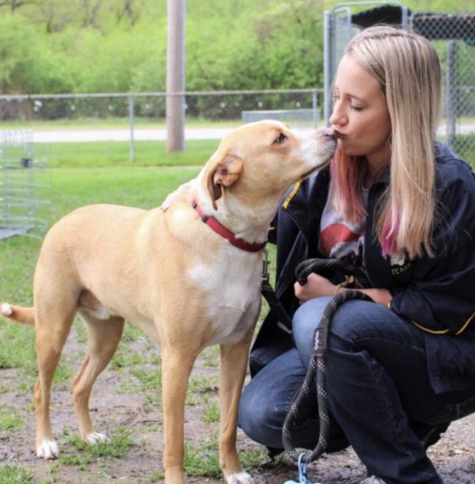 AdoptHeartland's tweet photo. Meet Jasper, a 2.5 year old Blue Heeler mix. 🐕 This boy is pure sweetness, so mellow and adorable. He is overwhelmed to be in the shelter environment so we hope he gets out soon! Come and meet him this week. 🐶 ❤️  #AdoptDontShop https://t.co/KhGcicj1Te