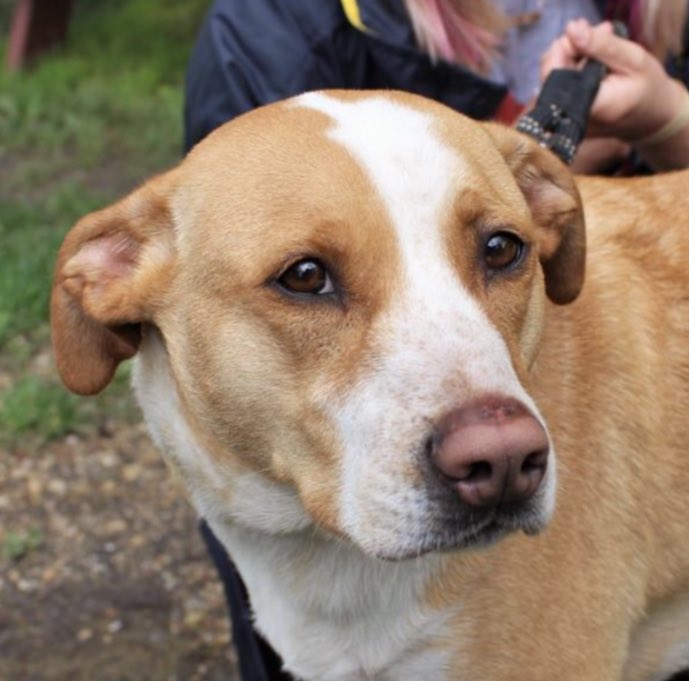 AdoptHeartland's tweet photo. Meet Jasper, a 2.5 year old Blue Heeler mix. 🐕 This boy is pure sweetness, so mellow and adorable. He is overwhelmed to be in the shelter environment so we hope he gets out soon! Come and meet him this week. 🐶 ❤️  #AdoptDontShop https://t.co/KhGcicj1Te
