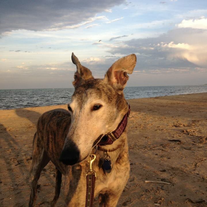 heartland greyhound rescue