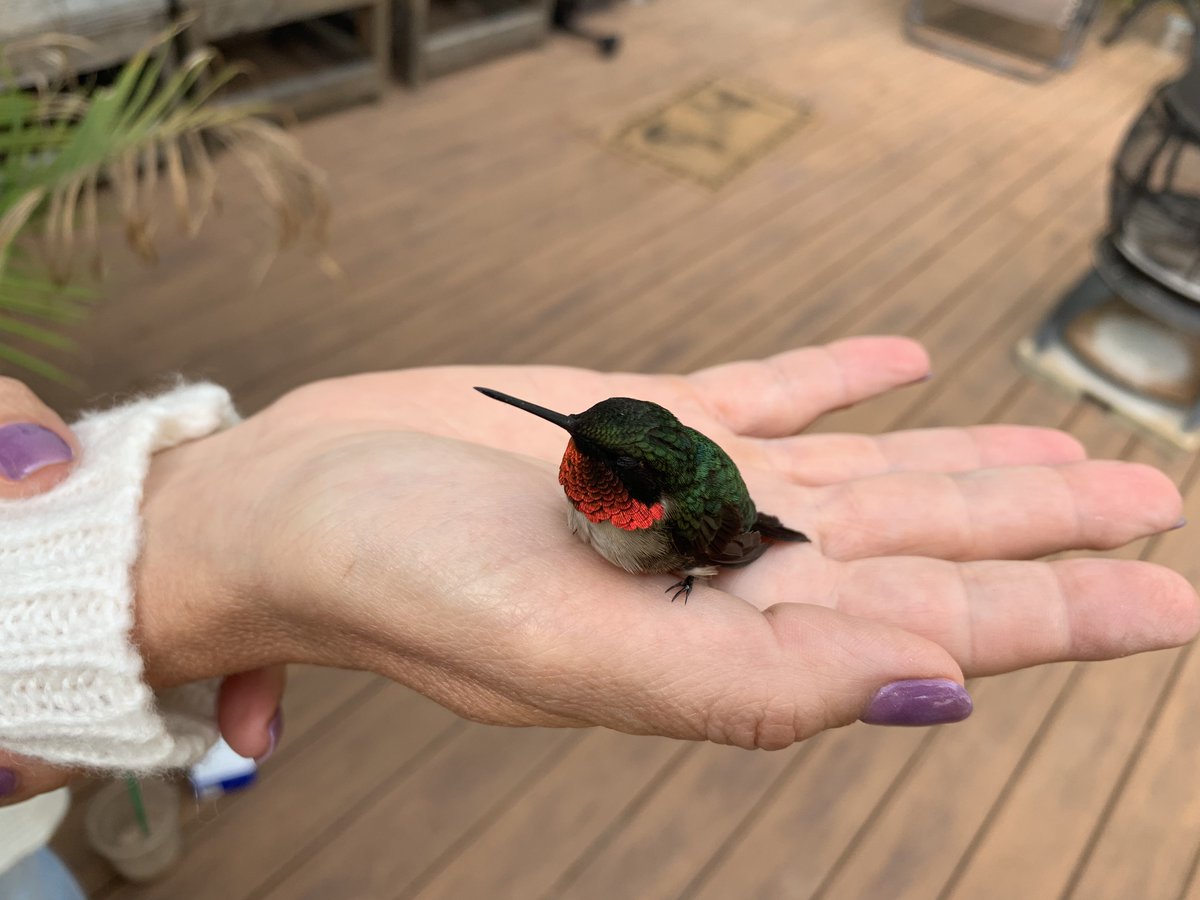JGordonBramer's tweet photo. A beautiful little #Hummingbird got confused, bounced into my house, then landed on my hand to rest. He flew away fine. #Hummingbird #Totems #AnimalSymbolism #SwiftChange #GoodLuck https://t.co/u5dQPYiuNe