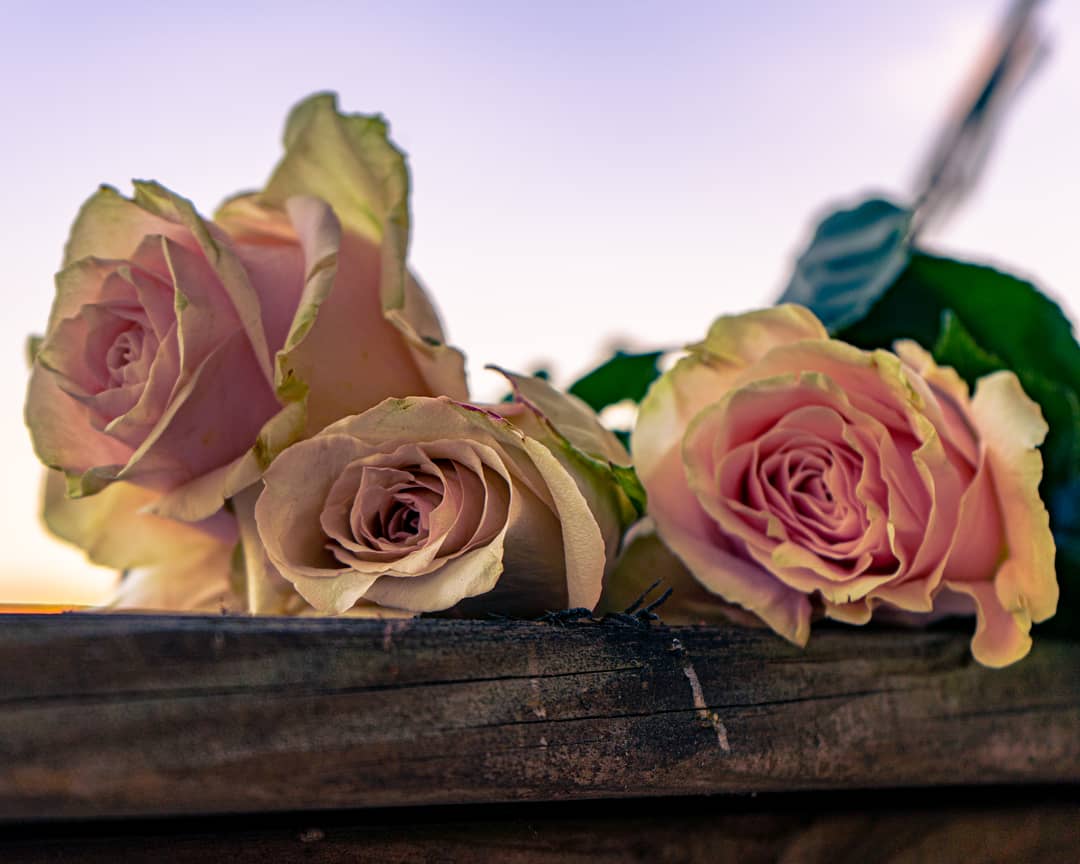 tristanculver's tweet photo. "Wherever life plants you, bloom with grace" #photography #photographer #floral #floralphotography #rose #pinkrose #greanery #goldhour #sony #sonyalpha #alpha7ii #a7ii #sonyalphaphotos #sonyalphasclub #sonyalpha7ii #sonyphoto #sonyphotography #sonyphotogallery https://t.co/PvKLSECkve