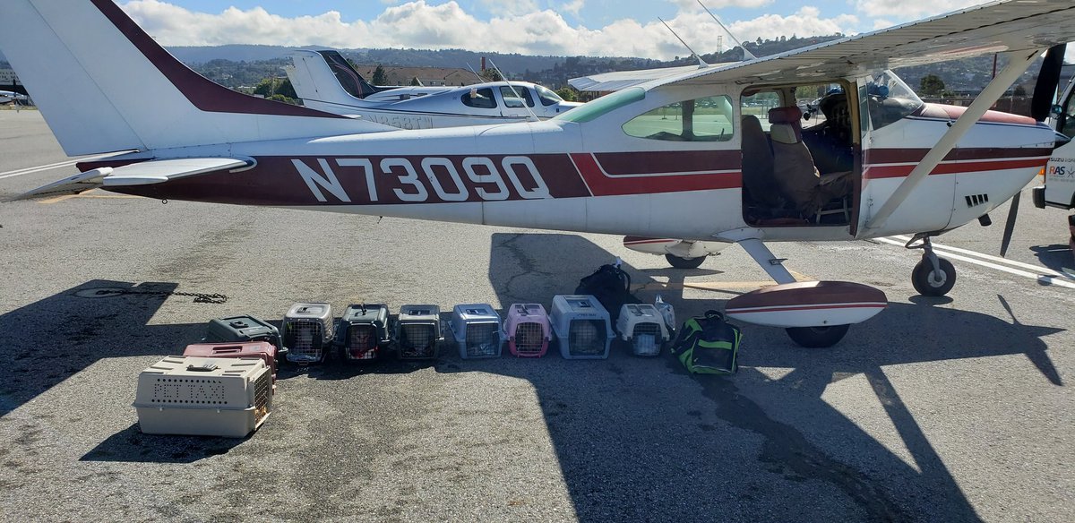 KenWayne's tweet photo. Mission accomplished.
Some of the 53 #Kuwaitcats I flew to San Carlos from Santa Monica today. Story soon on #KRON4
#animalrescue https://t.co/WHeH74dZyI