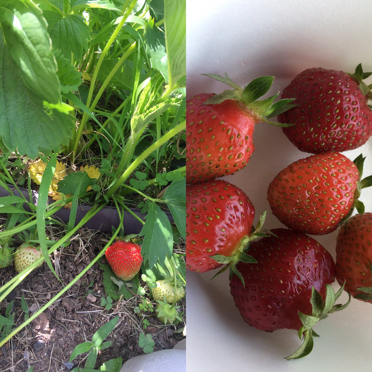 miss_turon's tweet photo. #strawberries planted and harvested from our very own
#courtyardclassroom π first of the season ππβοΈ
@kids_gardening
@farmtoschoolnj
#gardenchat
#JAschool
#JArocks
#TrueNorthBrunswick
#schoolgarden
#gardener
#polinatorgarden
#PolinationNation
#jerseyfresh
#STEAMeducation https://t.co/yYaC9Dqnfn