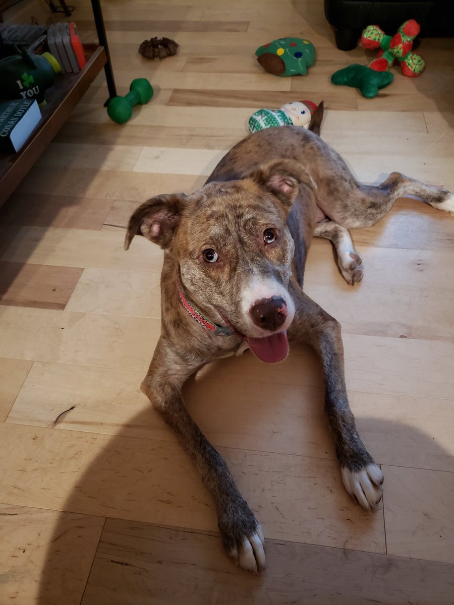 Heaether's tweet image. Happy #NationalRescueDogDay to my sweet Belle Ame! I feel more like SHE rescued ME. Walking into that shelter was one of the best decisions I've ever made. 💚