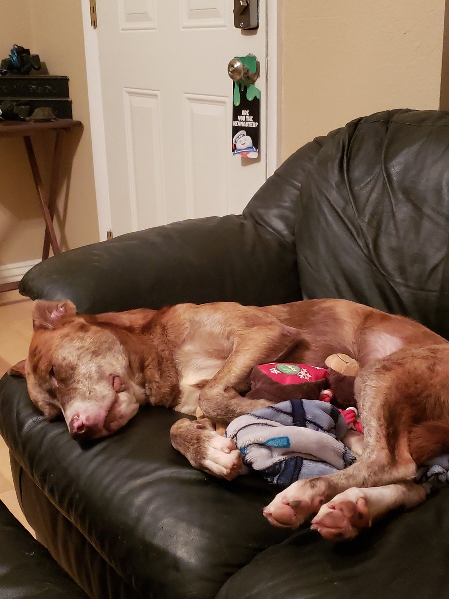 Heaether's tweet image. Happy #NationalRescueDogDay to my sweet Belle Ame! I feel more like SHE rescued ME. Walking into that shelter was one of the best decisions I've ever made. 💚