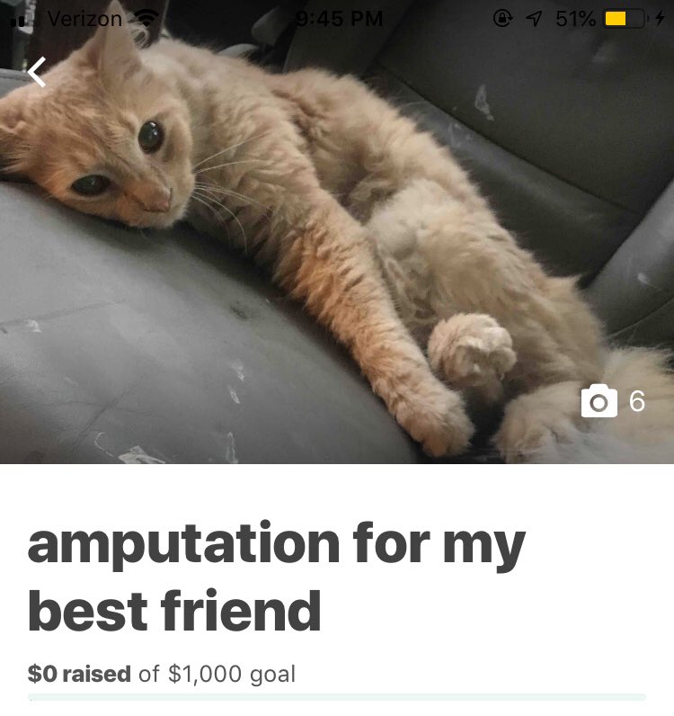voidparadise's tweet photo. i hate to beg for money but my cat needs help. details of proof in the replies
my paypal is https://t.co/VBVaI6OeGC
the gfm link is https://t.co/IH6HIhKuW7 https://t.co/kbsqsnDRqd