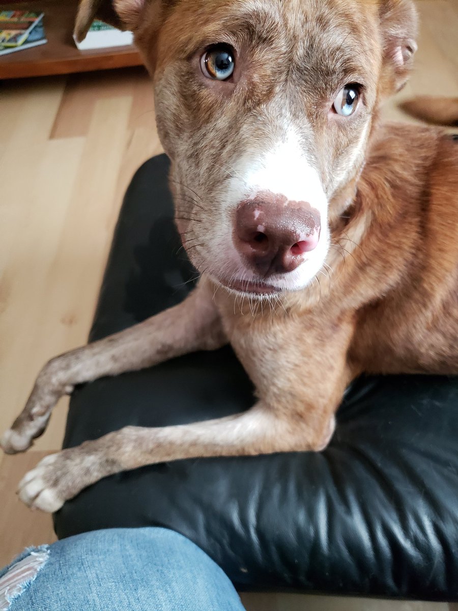 Heaether's tweet image. Happy #NationalRescueDogDay to my sweet Belle Ame! I feel more like SHE rescued ME. Walking into that shelter was one of the best decisions I've ever made. 💚