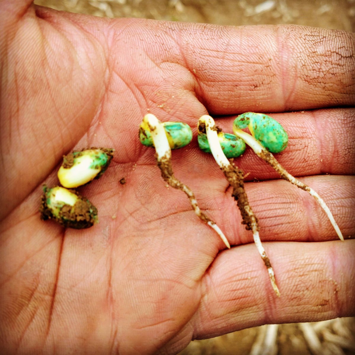 CraigRoth16's tweet photo. Only difference is no starter on the left, and starter on the right, planted in the same field Friday afternoon, about a half hour apart, dug them up tonight!#precisionplanting #vset #deltaforce #furrowjet #kinze #Wellingtonimplement #sunrisecoop #pct #pioneerseed #plant19 https://t.co/14IYHdZePC