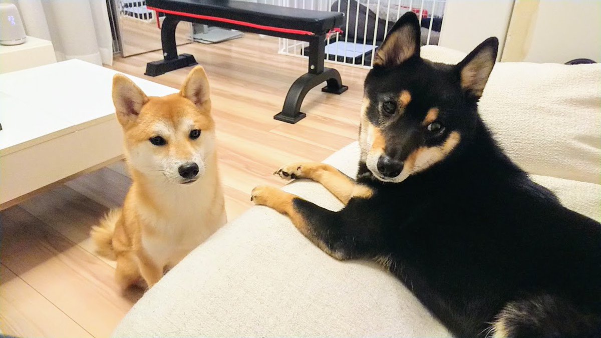 mst_through's tweet photo. 現時点で、

      柴犬15匹  人間17匹

まだまだ募集中なので、連絡下さい！

また、今回参加できない方も、今後お誘いしても良い方は、是非ご連絡下さい。 https://t.co/6fLIuuvFGs