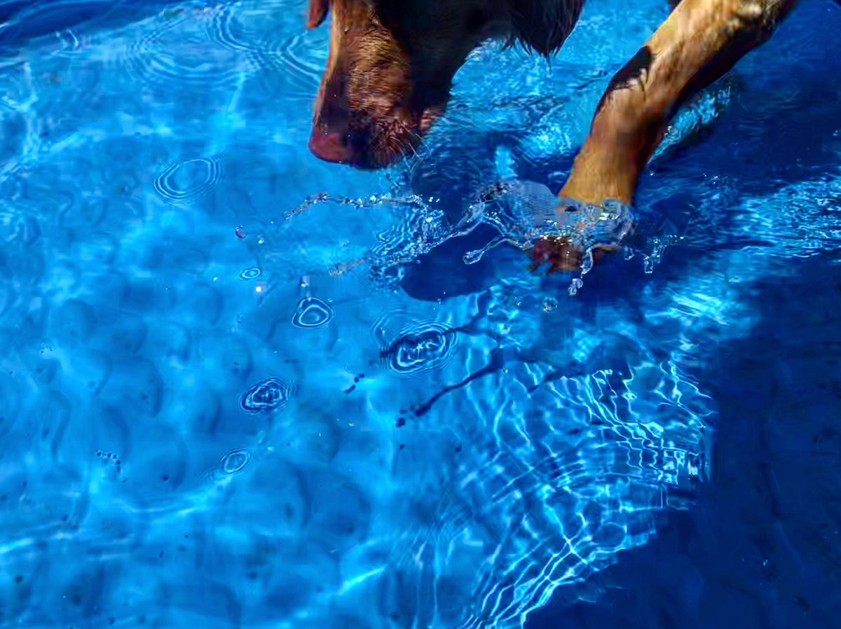 UrDogsThoughts's tweet photo. Oh, Hooman, did waz da bestest idea today! 

#UrDogsThoughts #DogsOfTwitter #Dogs #DogsLife #Puppy #PuppyLove #Dog  #DogsAreFamily #DogMom #DogDad #Summer #Summertime https://t.co/SRSDjUknkh