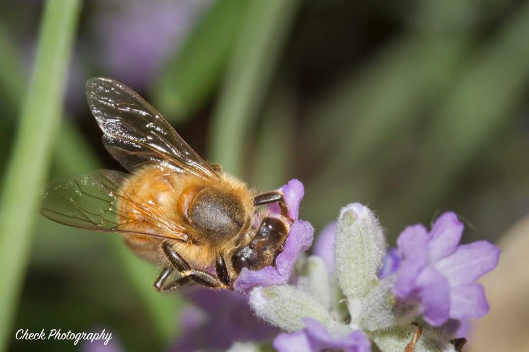 CheckPhotograph's tweet photo. Happy Monday Bugday!
#checkphotography #mondaybugday #monday #canon #macro #macrophotography #macrophoto #macrobellows #closeup #photography #nature #naturephotography #insect #insects #outside #bug #adorable #bugs #beautiful #critter #work #bee #wings #pollen #awesome #cutiepie https://t.co/O5LQ6Z7QBR