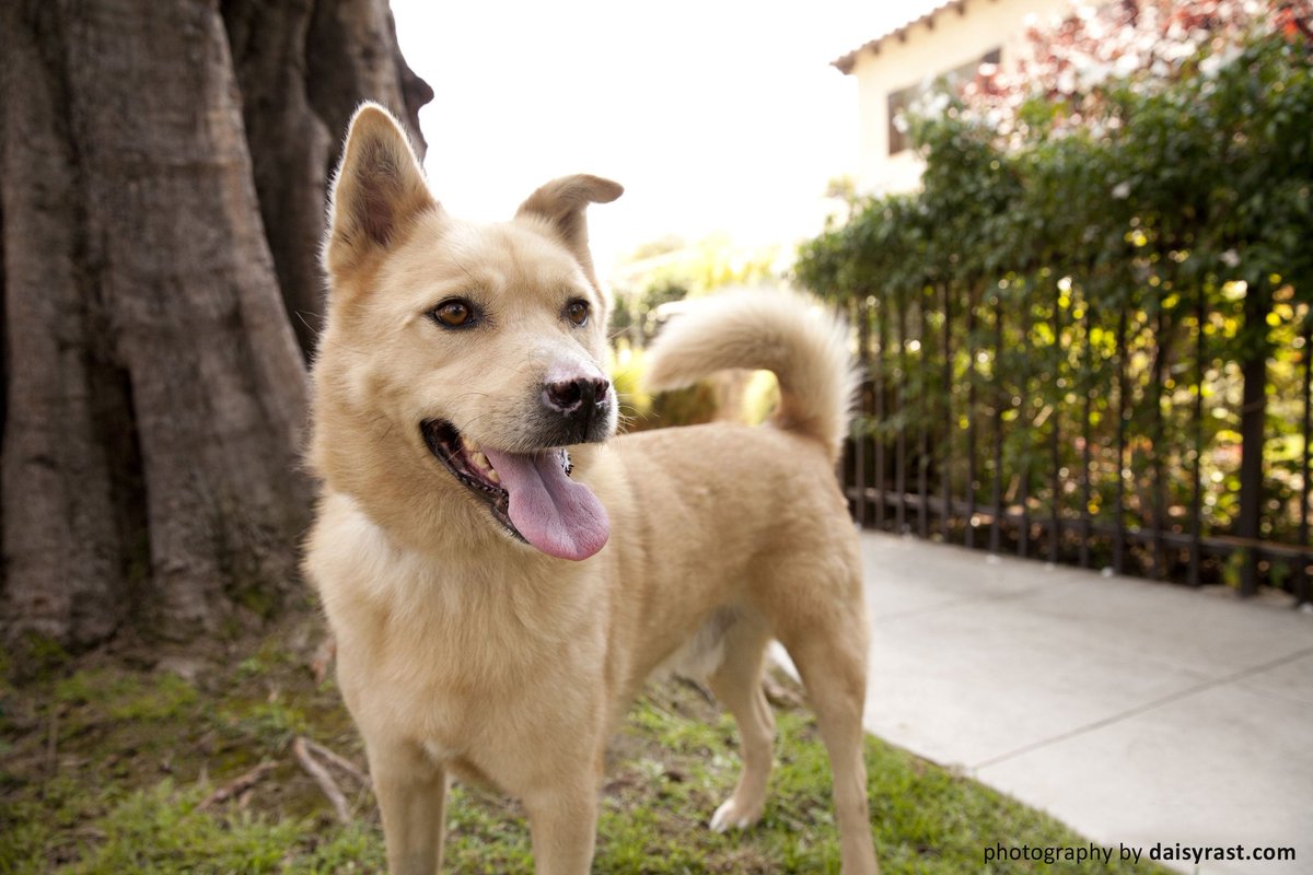 BensonWillems's tweet image. Me. January, 2013. 4 years-old. I was left at the shelter. 

My records show that I experienced a never-ending rotation of medical tests, due to my chronic illness. I was scared and reacted, but they claimed I was violent. 4 months later I was scheduled to be put to sleep. (1/2)