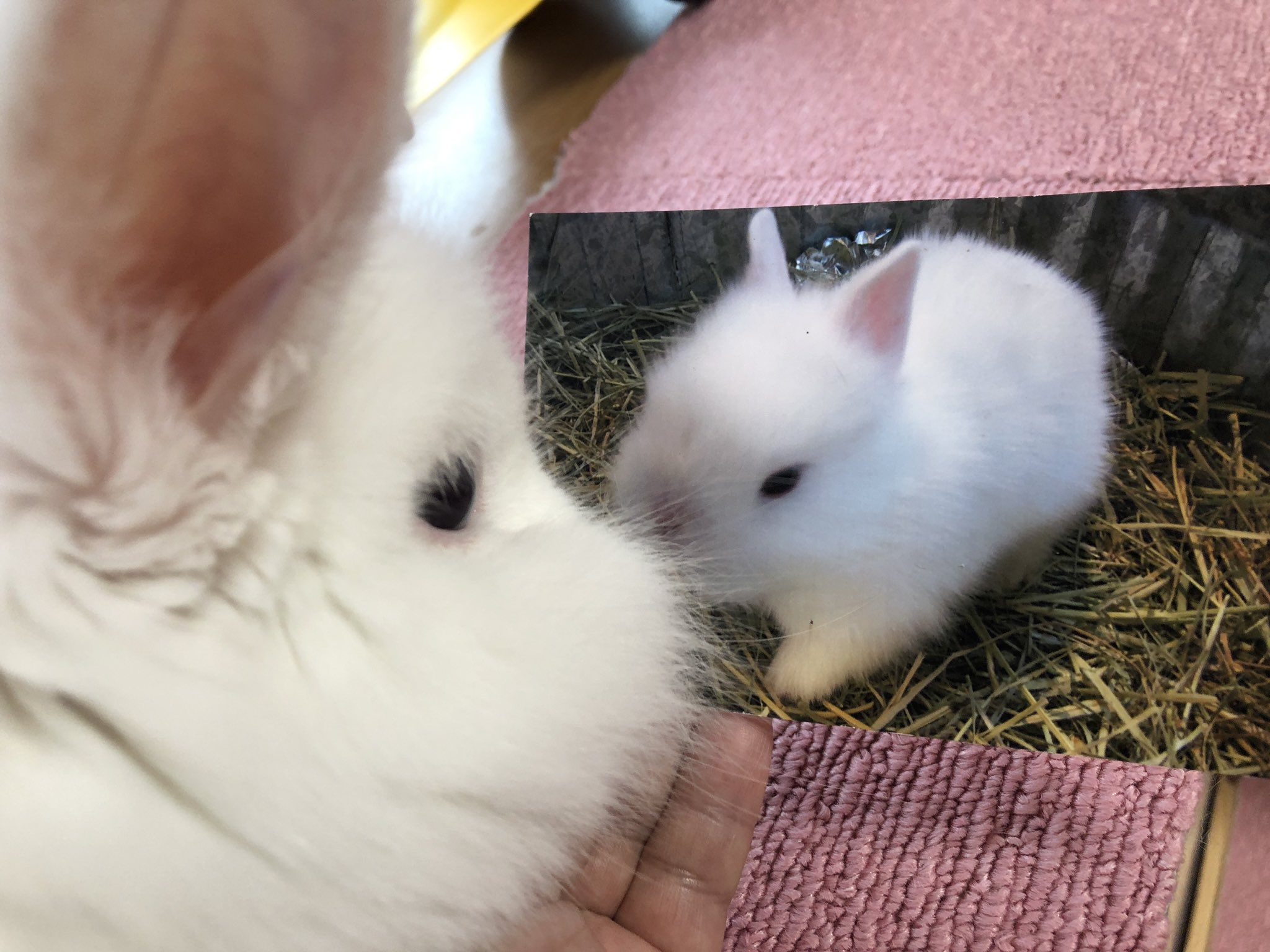 風船モコちゃんねる モコママ モコちゃんがペットショップに売られていた時の写真が出てきました 鼻ぺちゃで 耳が短いでしょ 生後0ヶ月ママのお乳を飲んでいた頃の写真です パパはネザーランドドワーフ ママはライオンラビット 掃除中now 風船