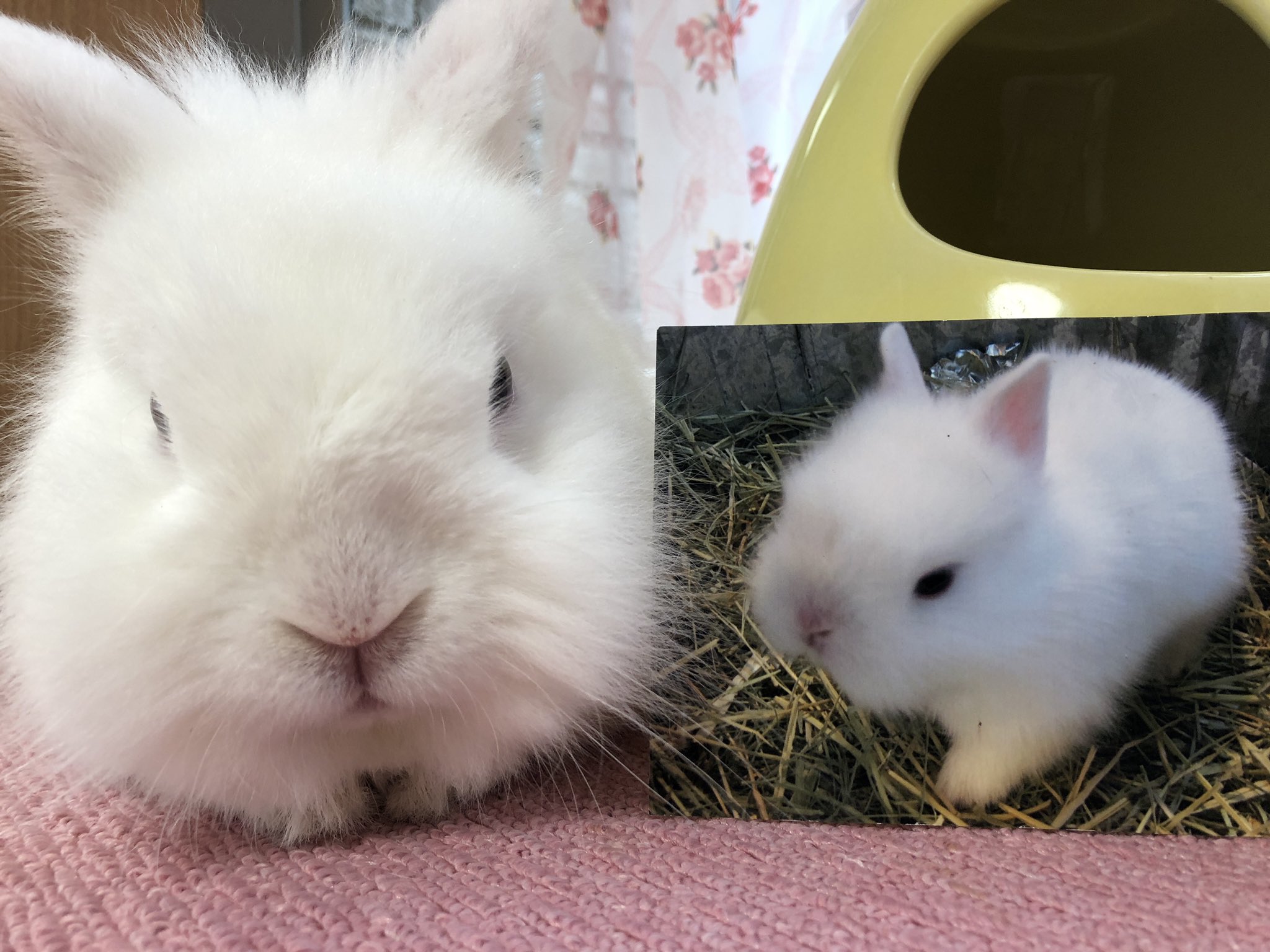 風船モコちゃんねる モコちゃん がペットショップに売られていた時の写真が出てきました 鼻ぺちゃで 耳が短いでしょ 生後0ヶ月ママのお乳を飲んでいた頃の写真です パパはネザーランドドワーフ ママはライオンラビット 掃除中now