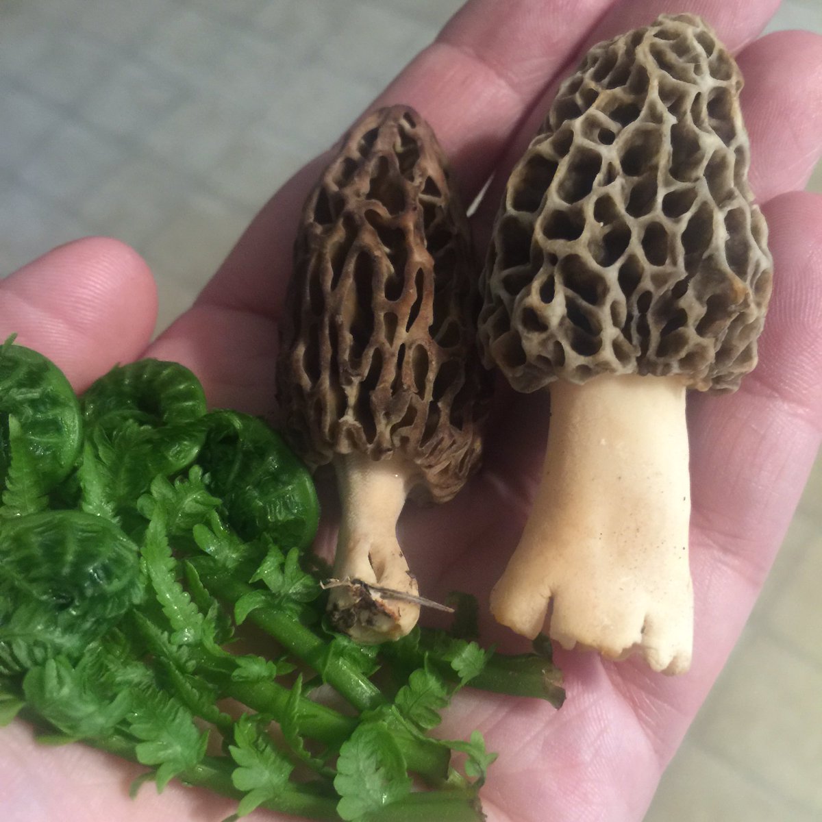 fernandfungi's tweet photo. Even though we only found a little handful of morels every day, it really adds up at the end of a week —enough to cook a feast for the whole family. They store up to 5 days in the fridge in a paper bag and that bag inside a plastic bag (repurpose what you can). https://t.co/JAvAse23KV