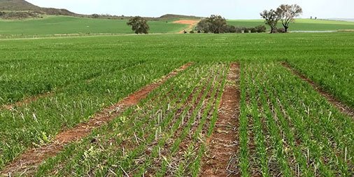 CSBPfertilisers's tweet photo. Discover the findings from our field research program. Download our 2018 field trial results here: https://t.co/eMwFqxvIqX #csbp #csbpfieldresearch https://t.co/5uSqiVpd6s