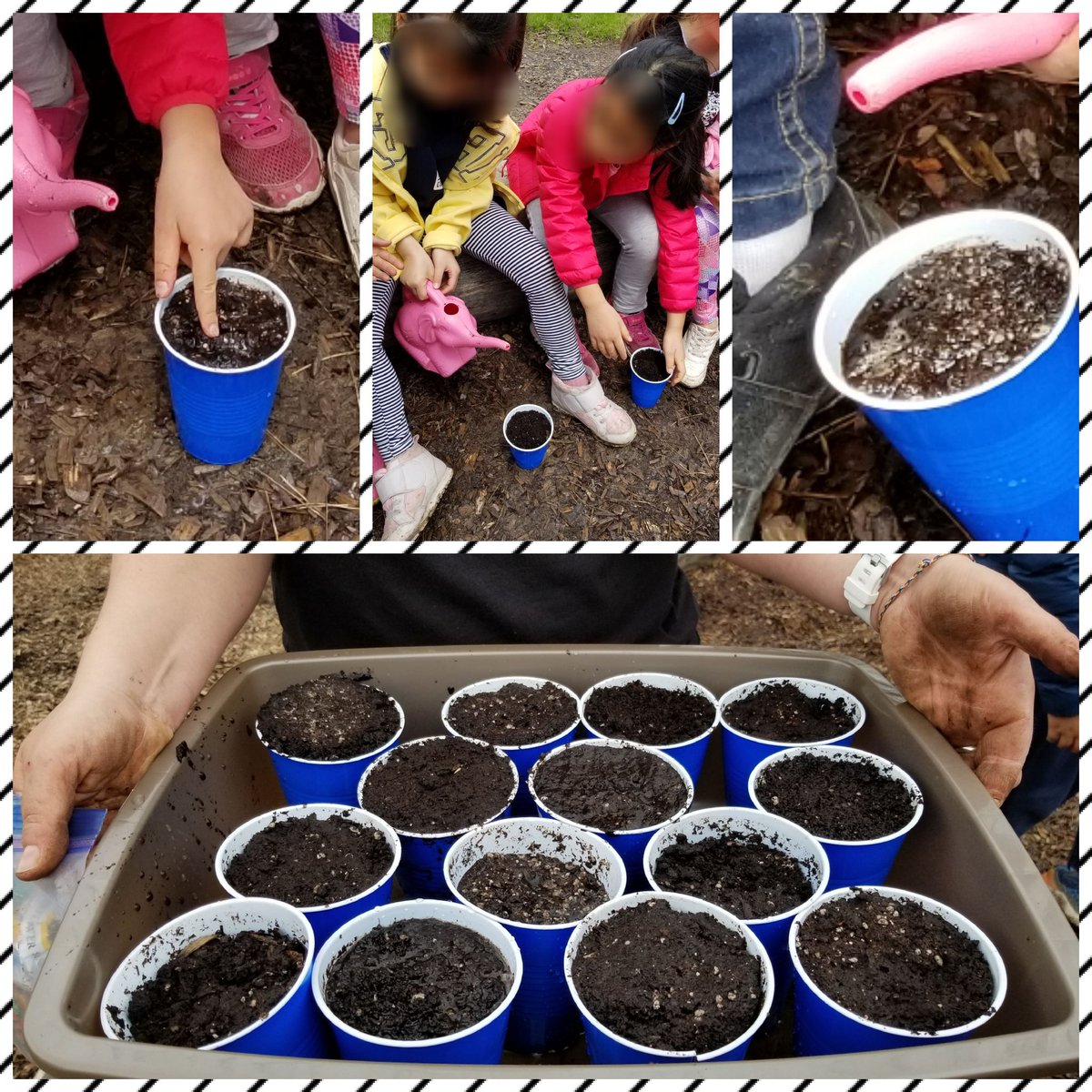 Msparkatlang's tweet photo. This week at RJ Lang, the Gr 2 Ss transplanted our young plants into their permanent home (Outdoor Classroom). Ss carefully 🤔👀👂to Laura  @KidsGrowingCity 
Afterwards, Ss planted more 💐 and 🥒🥦 seeds.
@AndreaSamartzis https://t.co/nUayR1QTWW